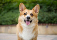 没尾巴的狗是什么品种(叫什么名字)