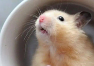 宠物猫会吃仓鼠吗(为什么)