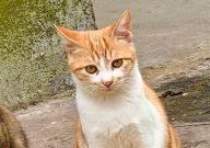 猫咬人怎么教育(如何改掉猫咪咬人的毛病)