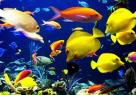 热带鱼刚出生的小鱼怎么养(养活)