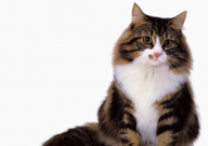 挪威猫和缅因猫区别(在哪)