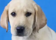 拉布拉多见谁跟谁走怎么办（见谁都亲）