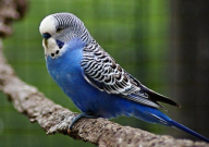 虎皮鹦鹉喝什么水(最合适)