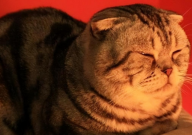 折耳猫值钱吗(现在)