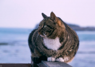 猫咪换粮拉稀怎么办（会自愈吗）