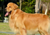 怎样选购金毛犬(方法)