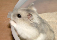 仓鼠需要剪牙吗(有必要剪牙吗)