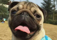 巴哥犬能吃米饭吗(为什么)