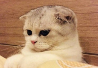 折耳猫掉毛吗(怎么办)