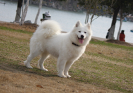 萨摩耶能吃水果吗(有毒吗)