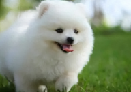 纯白博美犬多少钱一只（一般）