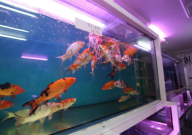 观赏鱼锦鲤能吃吗(口感好吗)