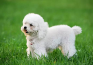 狗养什么品种比较好(好养活)