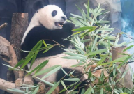 4人藏匿宠物进熊猫基地(被终身禁入)