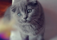 折耳猫粘人吗(为什么)