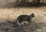 猫尿路感染吃什么药(最好用)