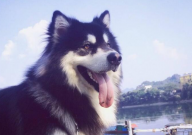 拉布拉多和阿拉斯加犬哪个好(区别)