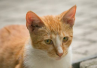 小土猫怎么养听话(驯服)