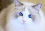 宠物猫养什么品种好(比较好养)