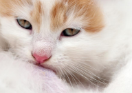 宠物猫拉肚子怎么办吃什么药(怎么办)