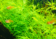 孔雀鱼的养法细节(方法)