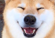 养秋田犬的好处和坏处(有哪些)
