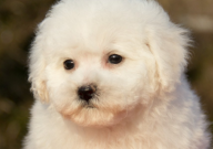 比熊可以吃葡萄吗(为什么)