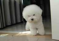 比熊生产后吃什么奶水多(下奶)