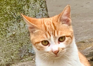 猫和主人有前世缘分吗(因缘)