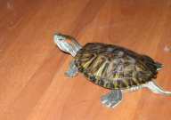 巴西龟秋季怎么养(养护)