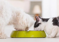 批发狗粮在哪进货渠道(在哪)