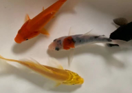 鱼池锦鲤被猫吃怎么办(方案)