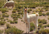 家里可以养羊驼吗(为什么)