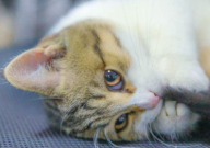 宠物猫流鼻涕流眼泪怎么办(是什么原因)
