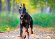 罗威纳犬和杜宾犬哪个厉害(区别)