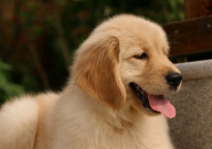 金毛心跳很快怎么回事(正常吗)