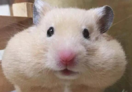 仓鼠没有饮水器怎么喝水(怎么喂水)