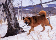 中华田园犬种类（有多少）