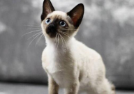 流浪猫为什么不吃猫粮（怎么办呢）