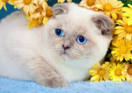 苏格兰折耳猫贵不贵(什么价位)