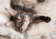 猫咪绝育后多久可以吃东西（喝水）