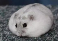 仓鼠能吃小青菜吗(会死吗)