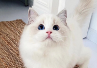 母布偶猫会发腮吗（长大后）