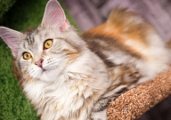 缅因猫幼猫特点（特征）