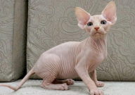 无毛猫为什么没毛(历史介绍)