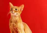 宠物猫咪排行榜(前十名)