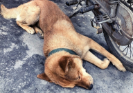 宠物狗中毒了怎么解决（急救措施）