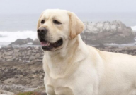 拉布拉多可以吃豆腐吗(怎么做)