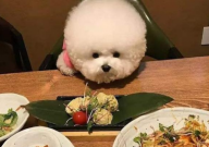 比熊产后吃什么食物奶水多(催奶)