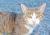 宠物猫通人性吗(为什么)